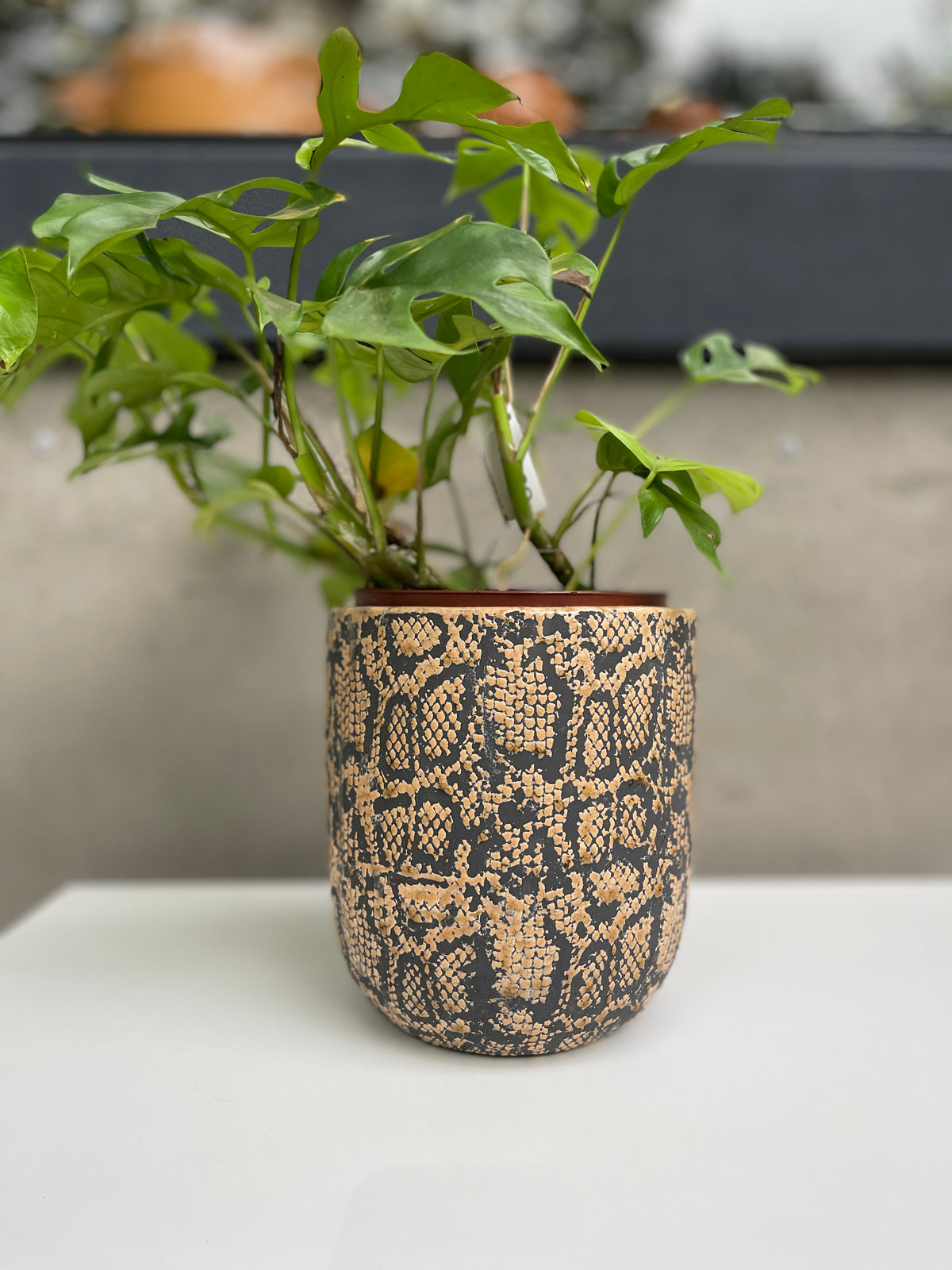 Cachepot Cecily Cerâmica